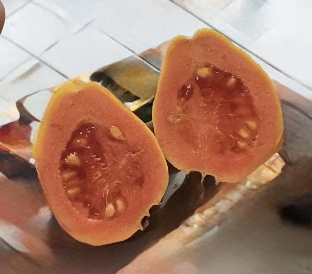 Tikal Guava Tree Cuttings – Live Guava Cuttings for Planting, Psidium Guajava Fruit Tree Variety