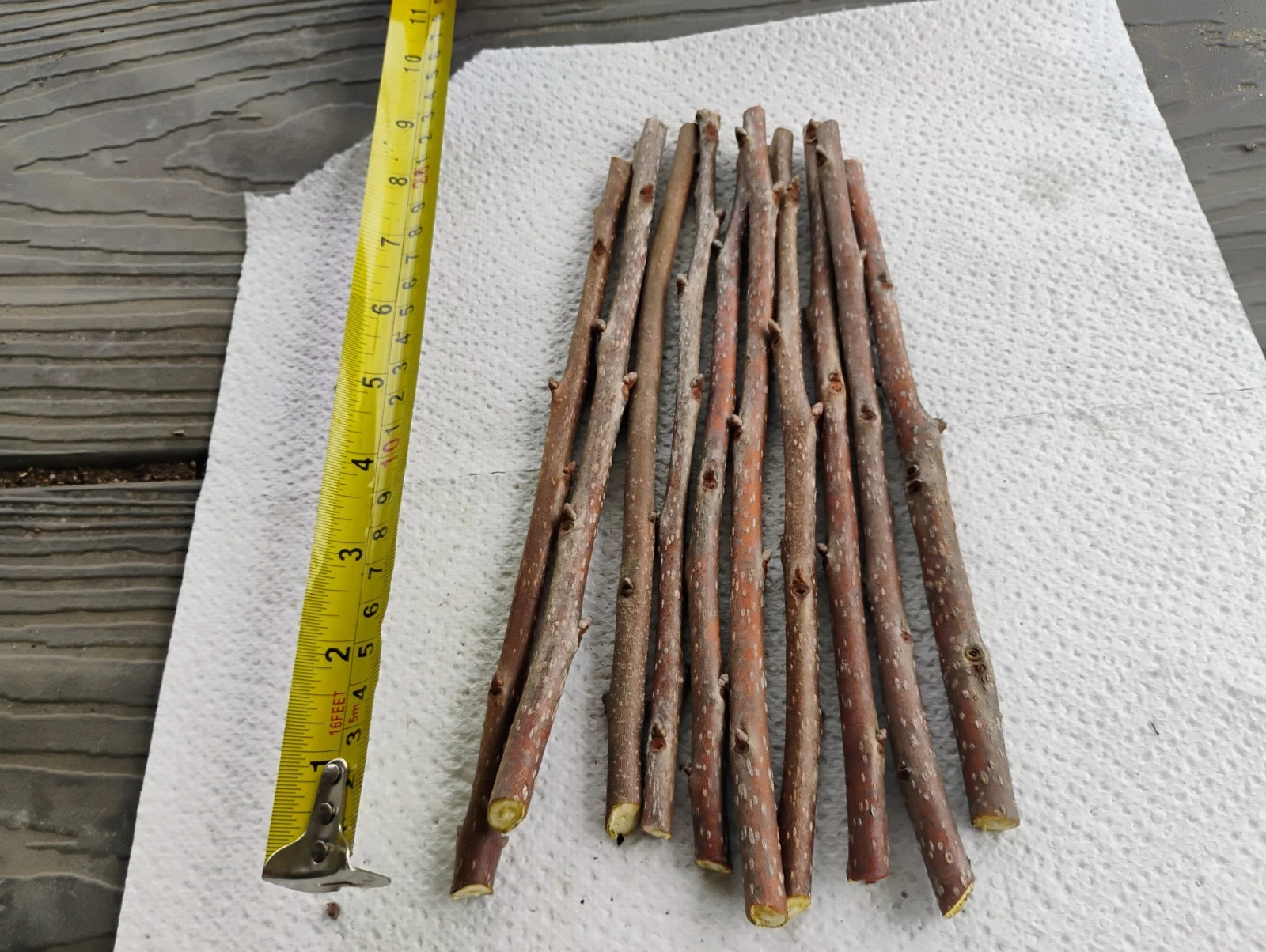 Fuyu Persimmon Tree Cuttings – 10 Unrooted 8 Inch Diospyros kaki Cuttings for Grafting and Propagation