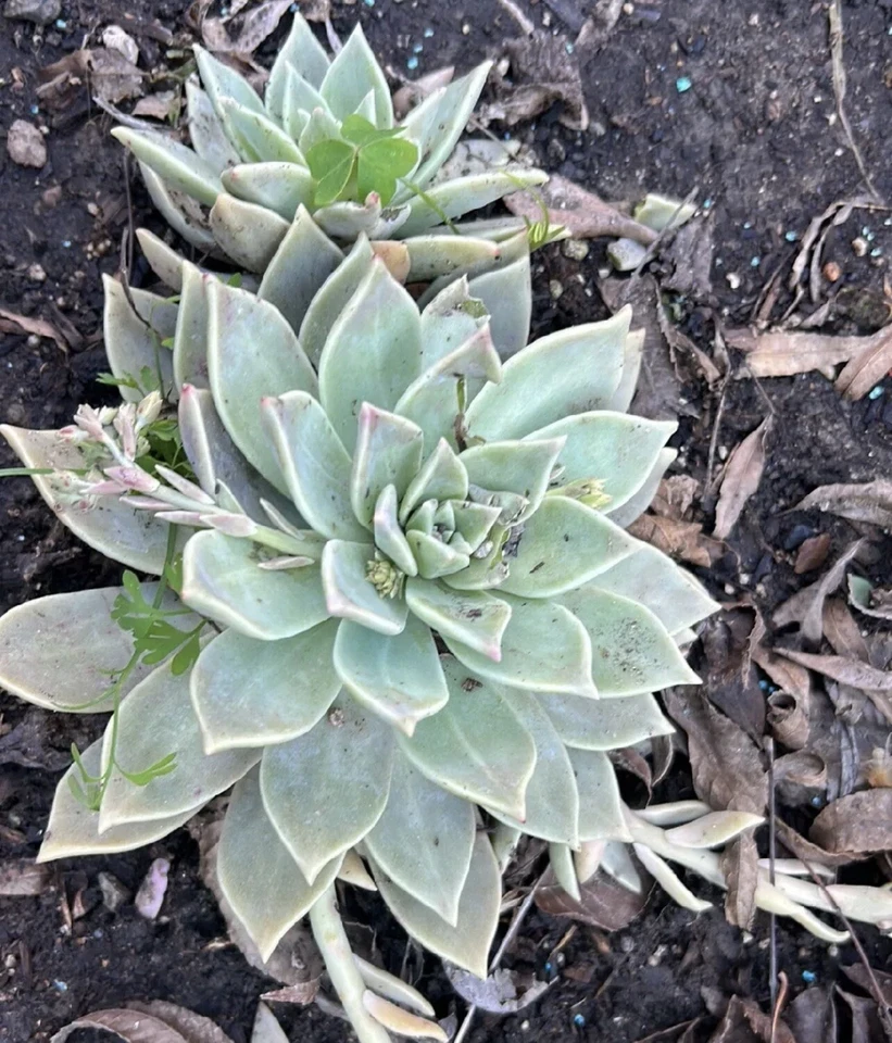 Ghost Plant Succulent Cuttings – 4 Graptopetalum Paraguayense Stems, 3–4 Inch Fresh Cuts for Rooting