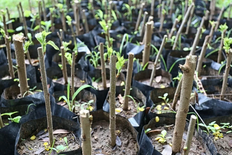 Hibiscus Moscheutos Starter Cuttings – 7 Unrooted Pieces – Hardy Hibiscus Mallow Plant