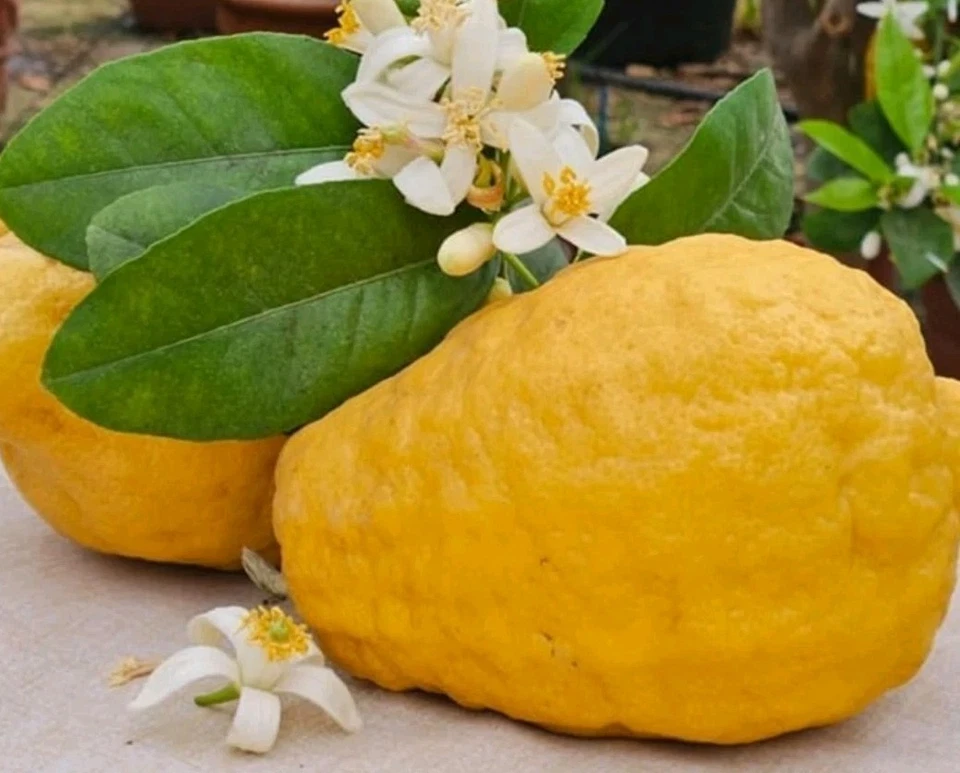 Ponderosa Lemon Cutting – 6–8 Inch Unrooted Citrus Limon Cutting, Lemon Tree for Rooting or Grafting