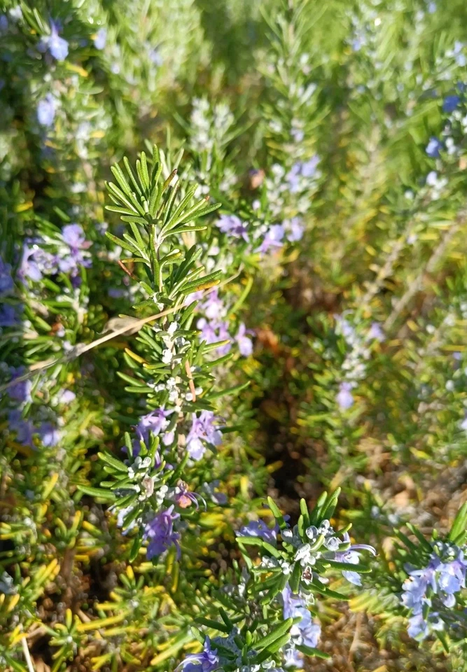 Rosemary Herb Cuttings 12 Pieces Unrooted 10 Inch Cuttings for Rooting or Propagation