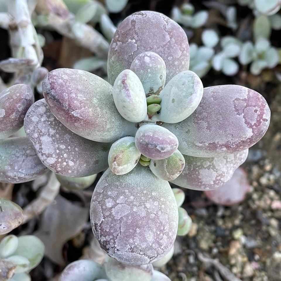 Cotyledon Orbiculata Lady Fingers Succulent Cuttings 4 Inch Purple Leaf Live Plant for Propagation