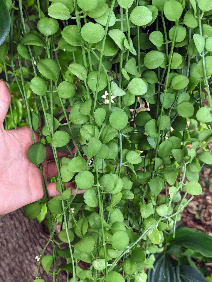 Dischidia ‘Geri’ Cutting – One Fresh Stem Cutting – Easy Trailing Houseplant for Hanging Pots & Indoor Growing