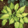 Hosta Emerald Ruff Live Plant, Small New Potted Perennial in 2.5 Inch Pot Shade Garden Plant