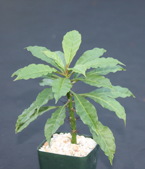 Pereskia Bleo Live Cactus Plant – Abrojo Rodocactus, Spiny Leaf Cactus in 4 Inch Pot, Tropical Succulent