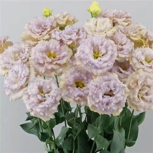 Pastel Blue Lisianthus Live Plug Plant 3–5 Inch, Eustoma grandiflorum Flower Starter for Garden or Container