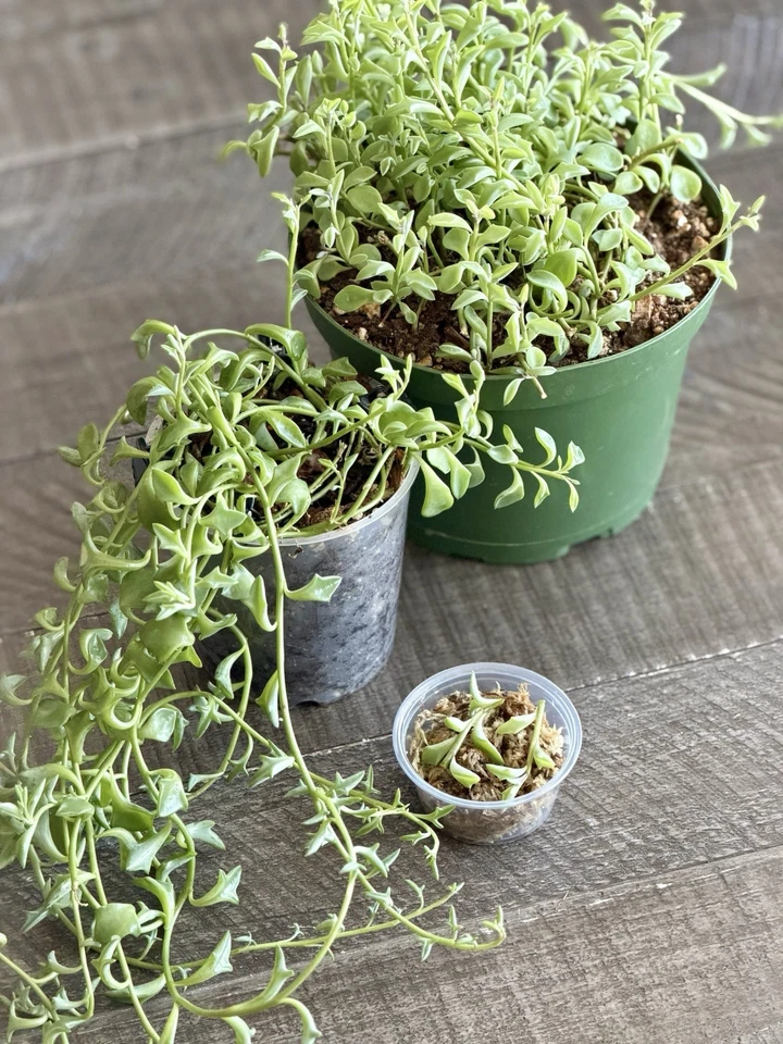 String of Dolphins Succulent Cuttings for Planting – Curio x peregrinus (Senecio), Propagation Cup