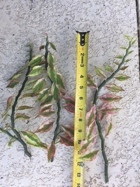 Devil’s Backbone Variegata Plant – 6 Euphorbia Tithymaloides Cuttings Plus 1 Rooted Starter, Variegated Indoor Plant