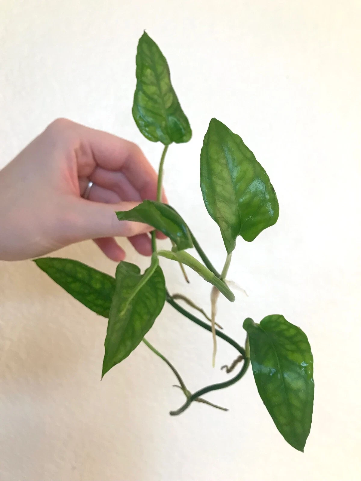 Epipremnum Skeleton Key Cutting with 5+ Nodes, Tropical Vine Houseplant for Propagation Vivarium Terrarium Use