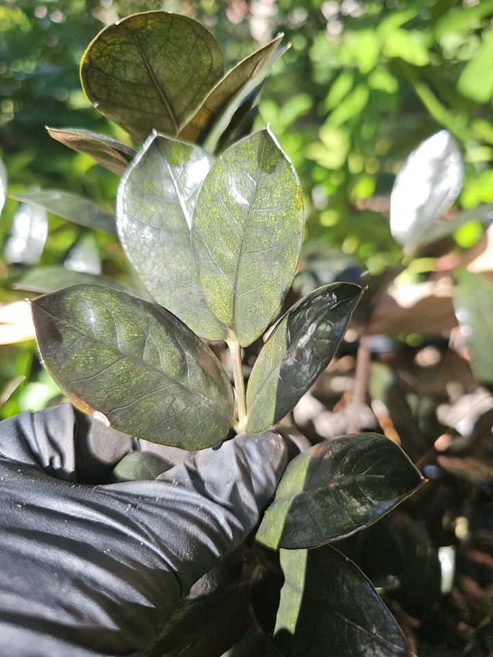 Black Raven ZZ Plant Cutting – 2 Node Zamioculcas zamiifolia Raven Unrooted Cutting for Propagation