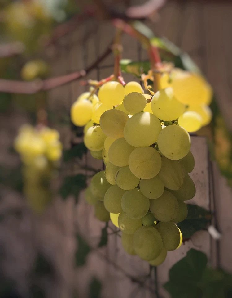Golden Muscat Grape Cuttings – 4 Live Vitis Vinifera Cuttings with 2–3 Nodes for Grafting or Rooting