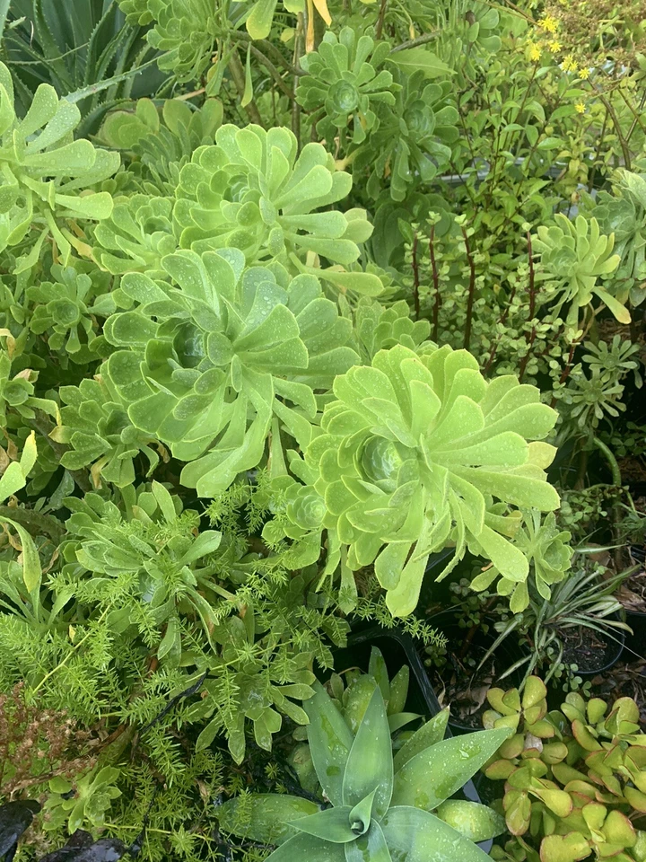 Green Aeonium Unrooted Succulent Cuttings – Aeonium arboreum Rosette Cuttings for Indoor or Outdoor Growing