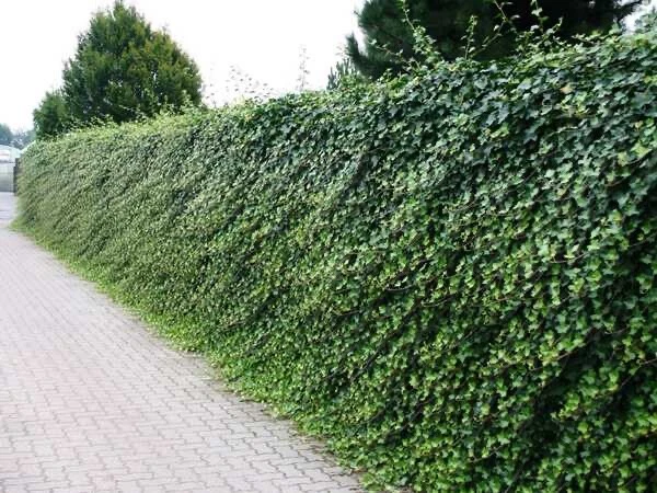 English Ivy Rooted Cuttings – 25 Live 6–8” Vines for Planting – Hardy Ground Cover & Hanging Basket Starter Plants