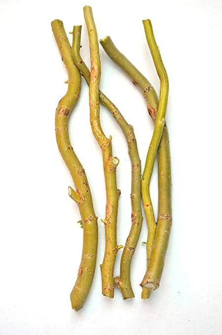 Globe Willow Tree Cuttings for Planting – 15 Unrooted Salix Stems, Deciduous Shade or Privacy Tree