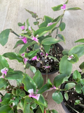 Variegated Tradescantia Blushing Bride Cuttings – 3 Live Houseplant Cuttings for Indoor Propagation