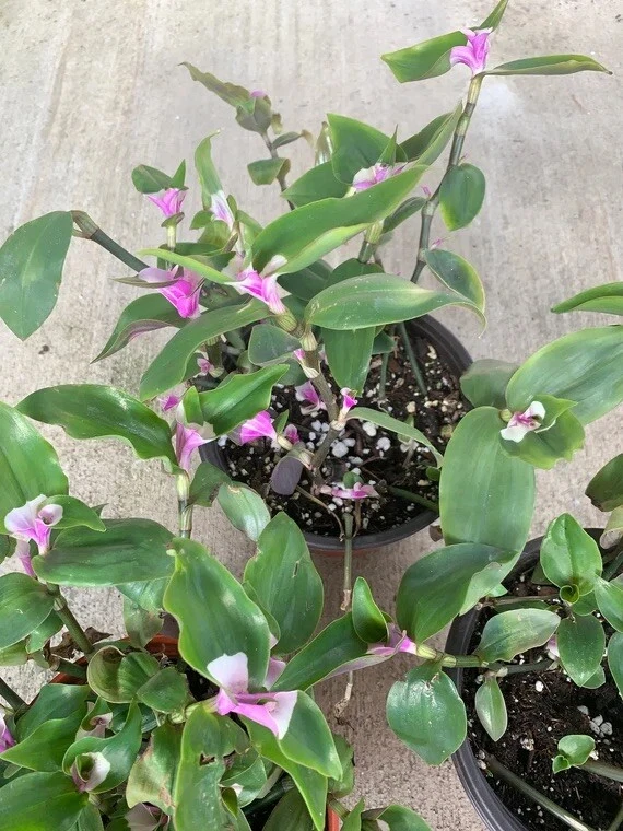 Variegated Tradescantia Blushing Bride Cuttings – 3 Live Houseplant Cuttings for Indoor Propagation