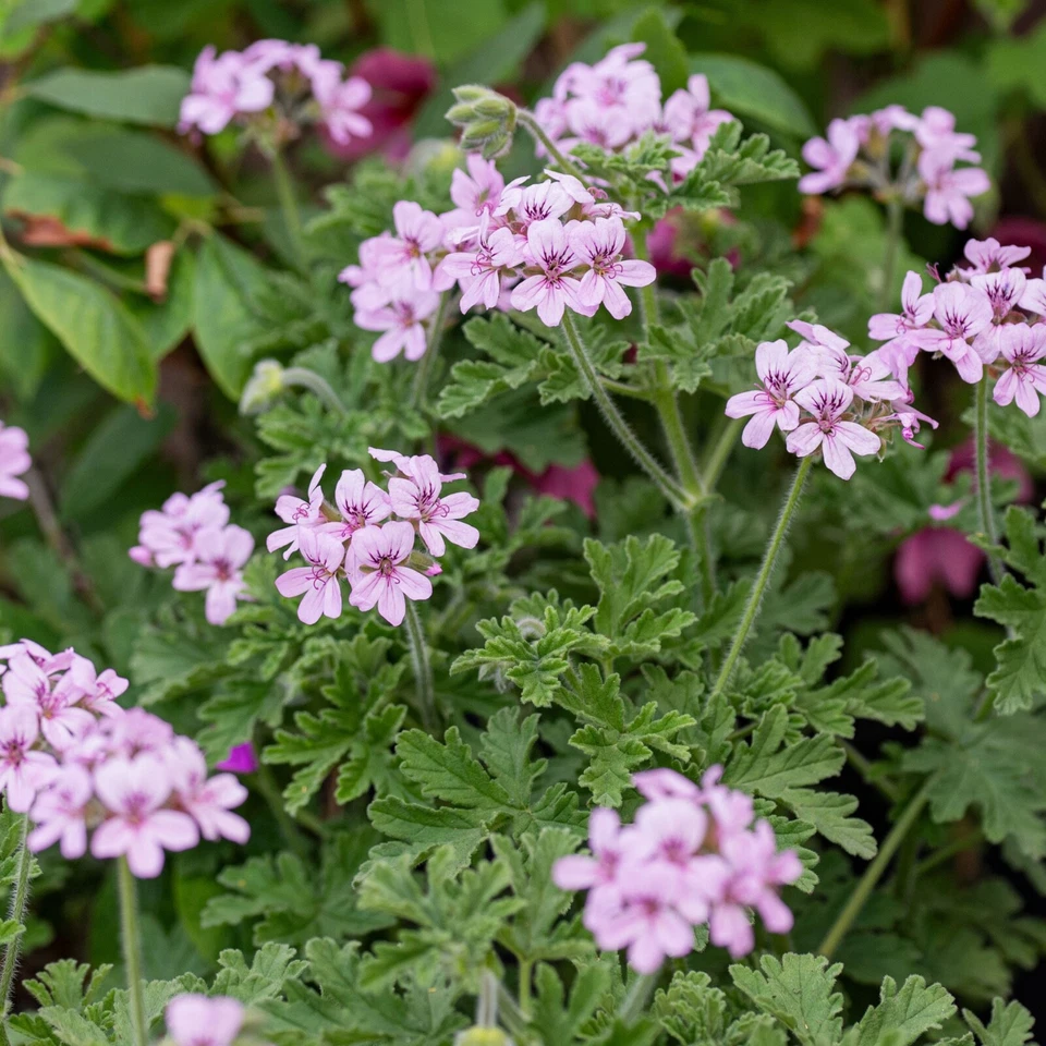 Rose Scented Geranium Cuttings – 6 Fresh Unrooted Pelargonium graveolens Cuttings, Fragrant Leaf Plant