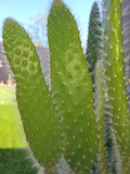 Opuntia Snow White Prickly Pear Cactus Cutting Live, 1 Pad Unrooted Cactus for Propagation