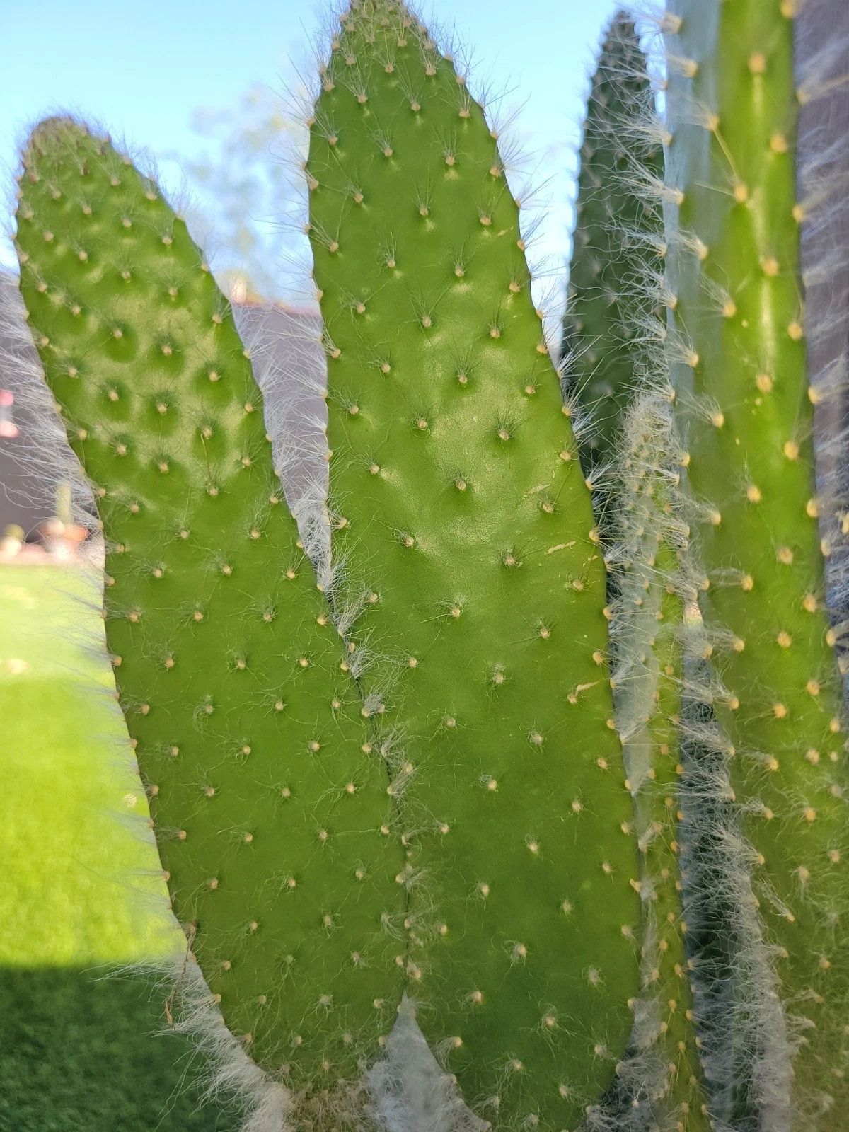 Opuntia Snow White Prickly Pear Cactus Cutting Live, 1 Pad Unrooted Cactus for Propagation