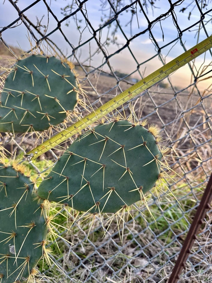 Opuntia Engelmannii Cactus Cutting – 1 Prickly Pear Paddle 7–8 Inch for Planting, Yellow Flower Variety