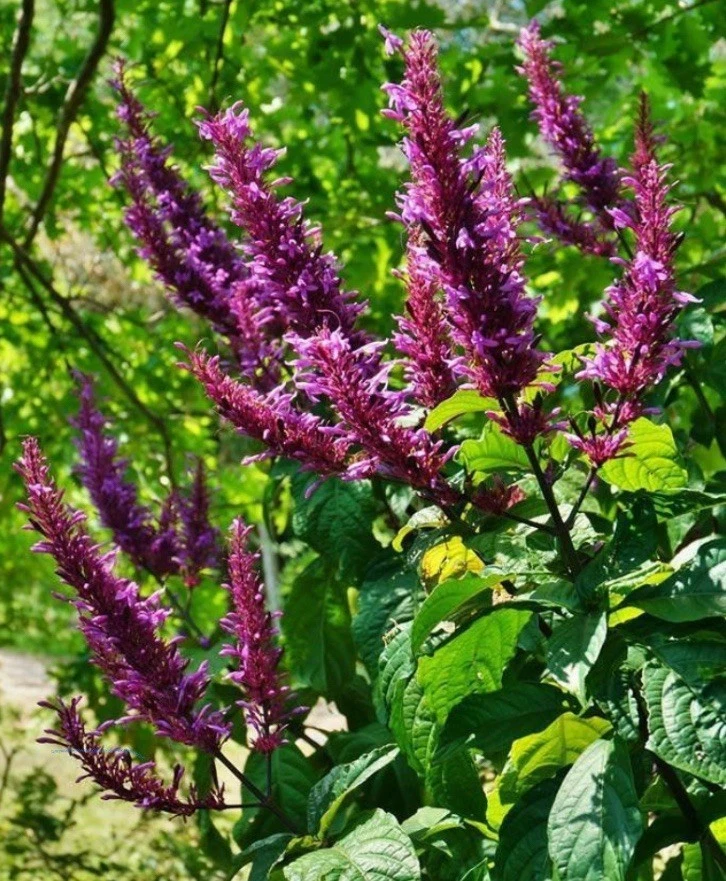 Lavender Sensational Live Starter Plant Fragrant Perennial Garden Plant