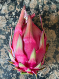 Trish Red Australian Dragon Fruit Cutting – 8–10 Inch Hylocereus Cutting for Planting, Unrooted Cactus Vine