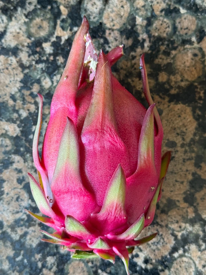 Trish Red Australian Dragon Fruit Cutting – 8–10 Inch Hylocereus Cutting for Planting, Unrooted Cactus Vine