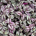 Tradescantia Zebrina Purple Plant Cuttings Set of 5 Live Wandering Jew Starters