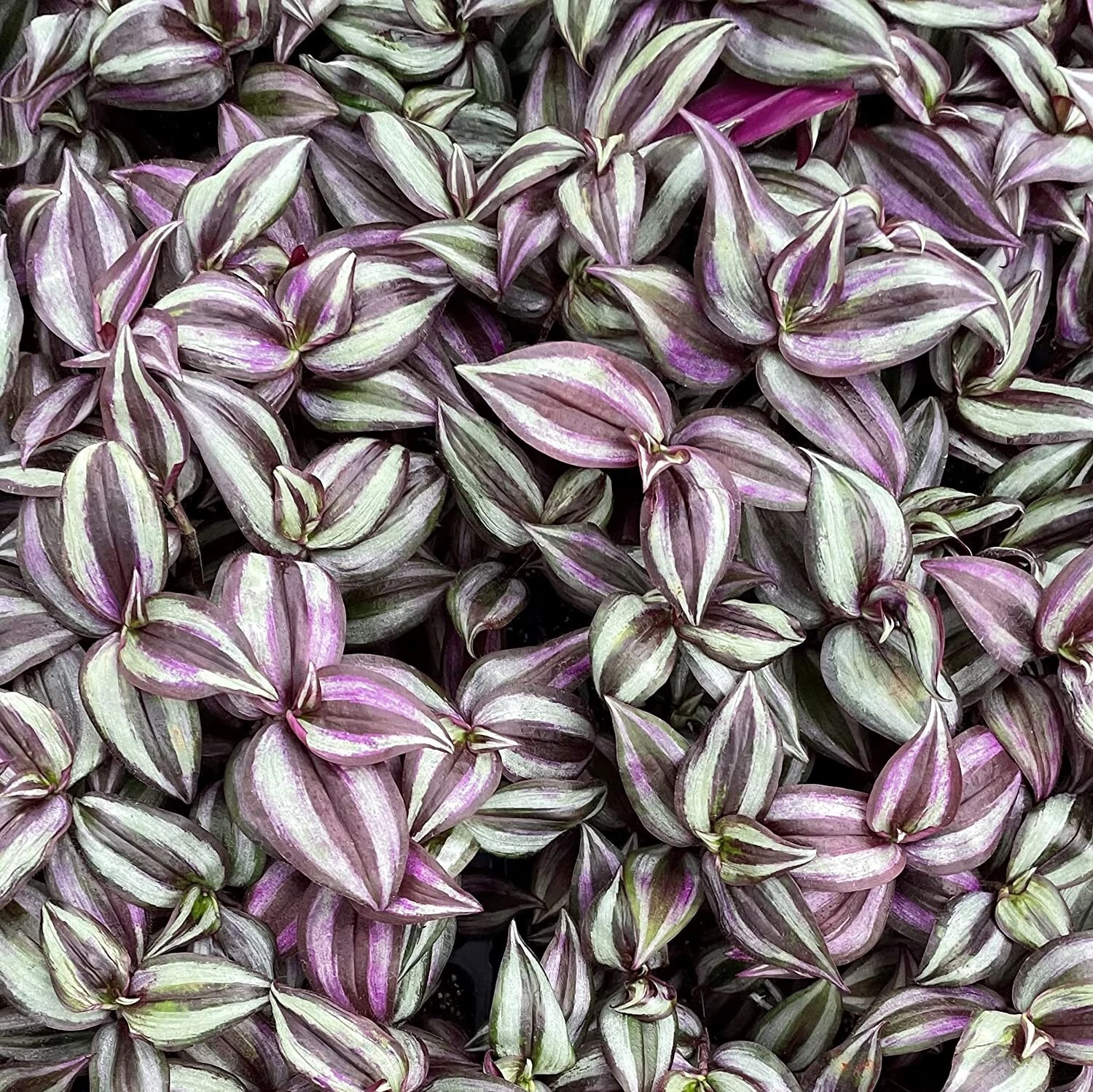 Tradescantia Zebrina Purple Plant Cuttings Set of 5 Live Wandering Jew Starters