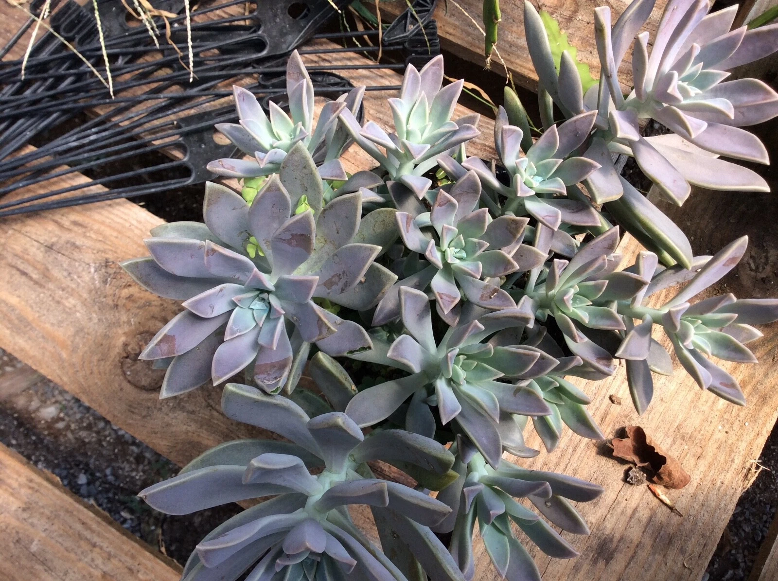 Echeveria Ghost Plant Succulent Cuttings – 2 Live Lilacina Rosette Cuttings 2 to 4 Inch Size