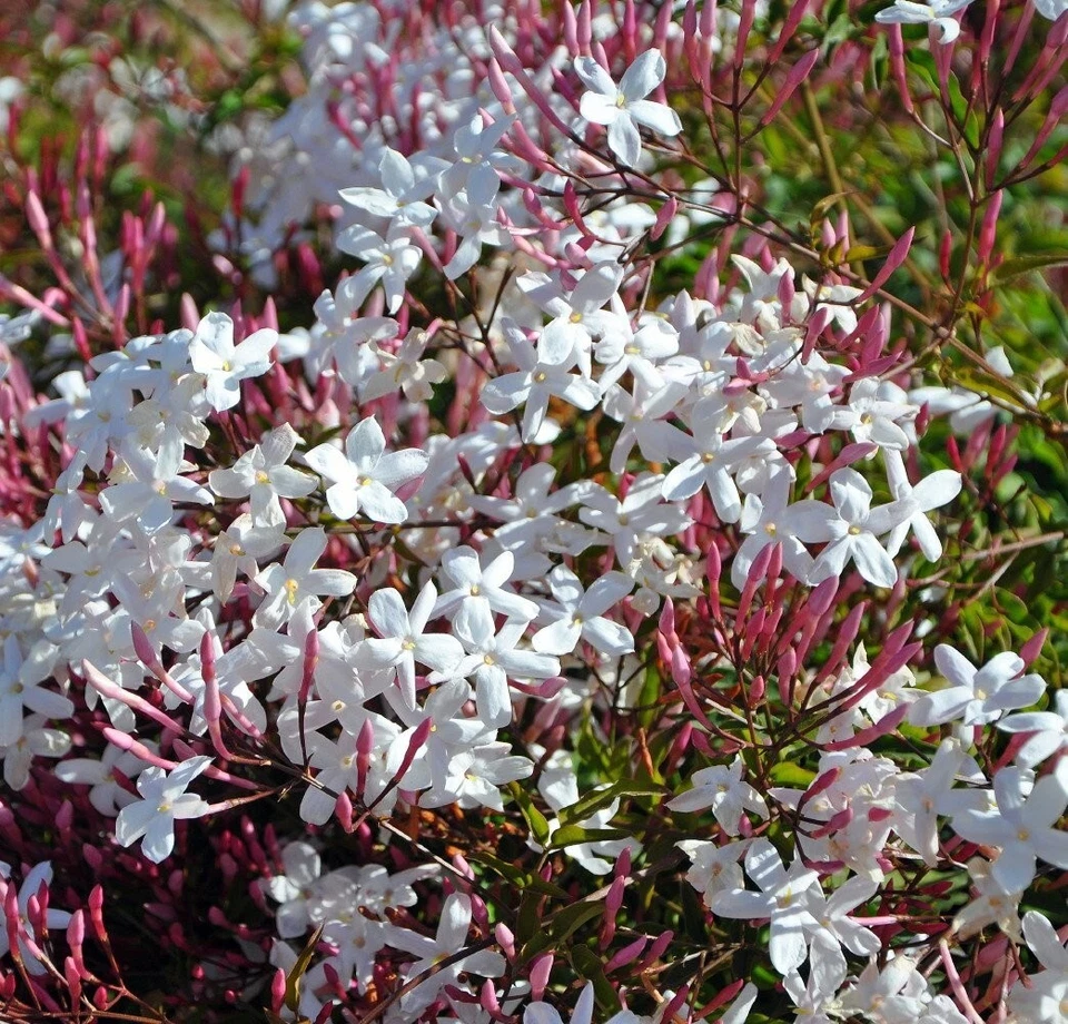 Pink Star Jasmine Cuttings – Trachelospermum jasminoides ‘Pink’, 10 Unrooted Vine Cuttings 12 Inches Long
