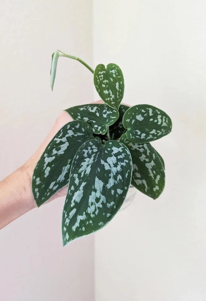 Silver Pothos Cuttings – Scindapsus pictus ‘Argyraeus’ – 4 Single Node Leaf Cuttings for Propagation