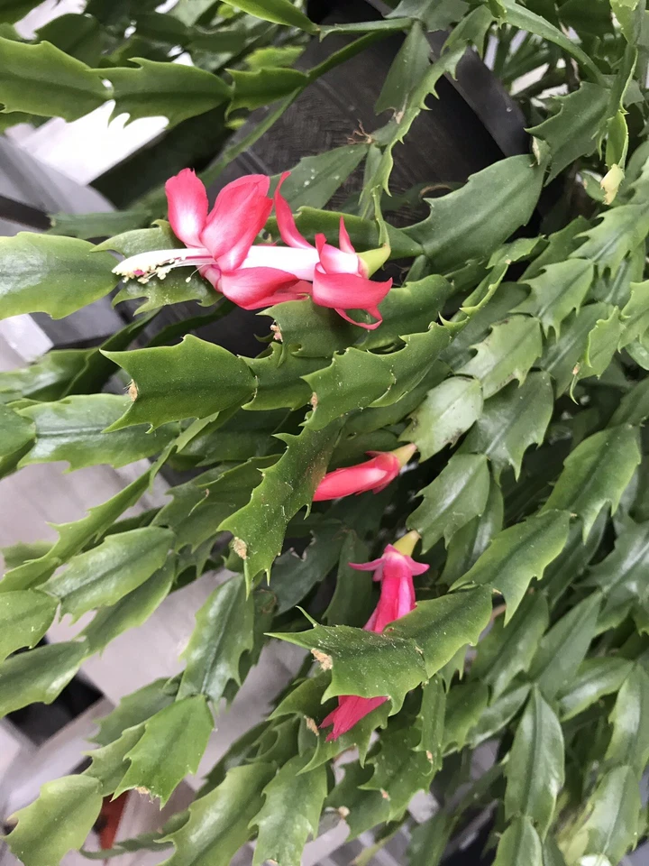 Christmas Cactus Schlumbergera Buckleyi – 6 Fresh Cuttings, 4-Segment Old-Fashion Variety for Rooting