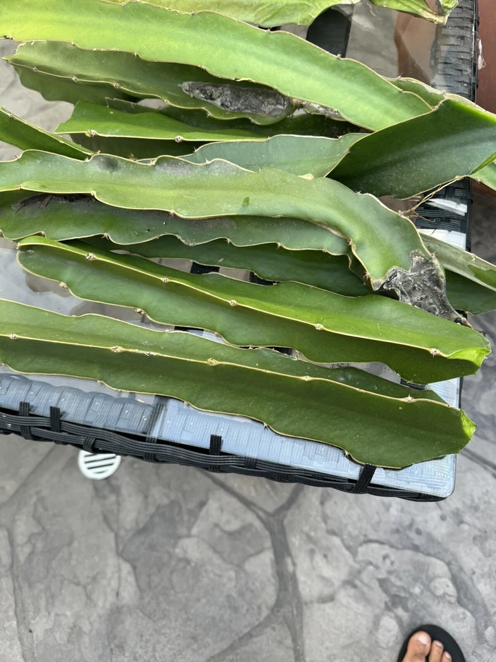 Dragon Fruit Tree Cuttings for Planting – 2 Live Stems 8–12 Inches, Tropical Climbing Cactus