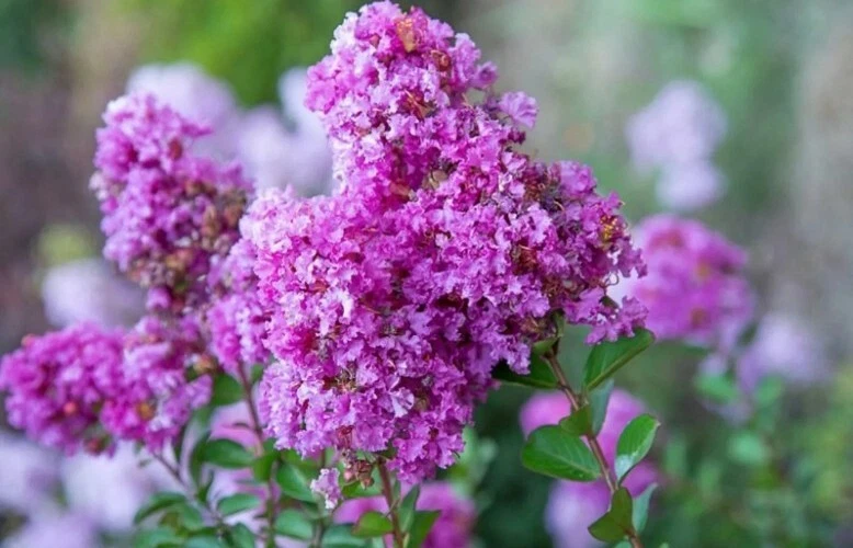 White Crape Myrtle Cuttings – 7 Fresh Unrooted Lagerstroemia Indica Cuttings, Deciduous Flowering Tree for Propagation