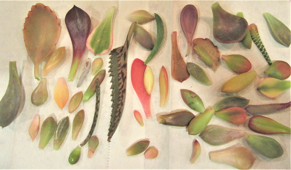 Mixed Succulent Leaf Cuttings – 25+ Live Succulent Leaves for Propagation, Approx. 1/4 lb Lot