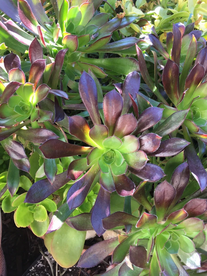 Bicolor Aeonium Cuttings for Planting – 3 Large Unrooted Aeonium Succulent Rosettes, Ornamental Houseplant