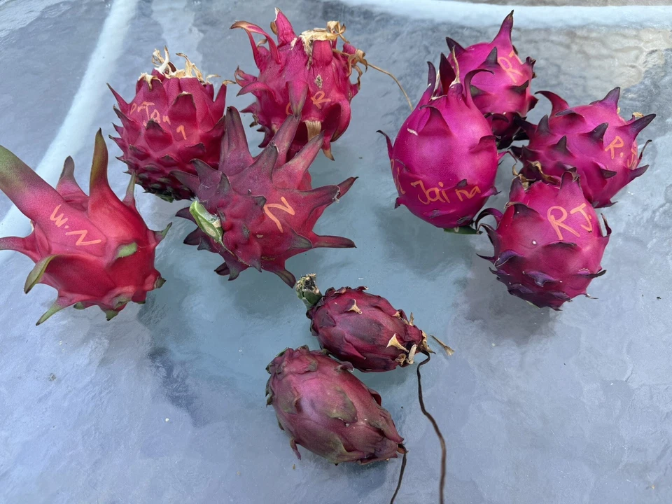 Dragon Fruit Cuttings for Planting – 5 Unrooted Pitaya Stems 8–12 Inches, Cactus Vine Cutting