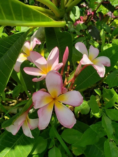 Plumeria Frangipani Cutting – Fresh 8–12 Inch Unrooted Tropical Flower Plant Starter