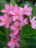 Plumeria ‘Miami Rose’ Cutting – Live Frangipani Plant Cutting 12 Inch Tropical Ornamental for Rooting