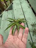 Reverse Variegated Spider Plant Cuttings – Live Chlorophytum comosum Indoor Houseplant Cuttings