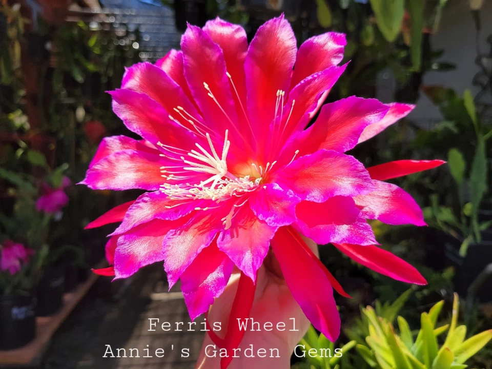 Epiphyllum ‘Ferris Wheel’ Unrooted Cuttings – Orchid Cactus Live Plant, 8–10 Inch Fresh Starter Cuttings