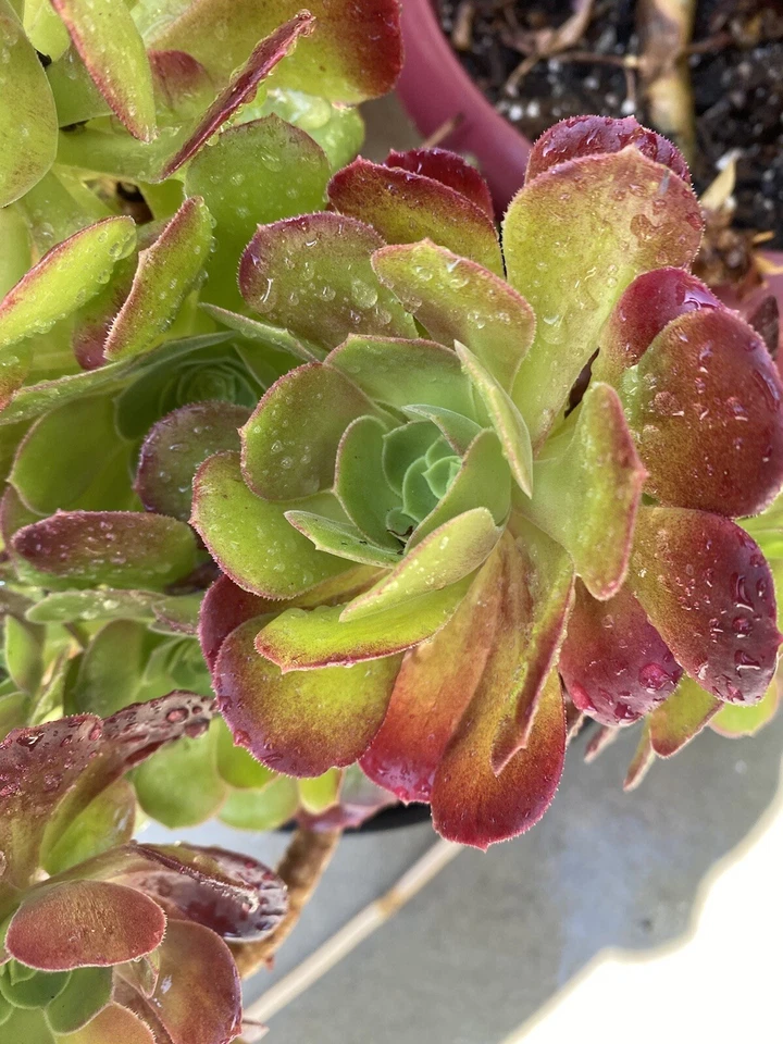 Aeonium Blushing Beauty Succulent Cuttings for Planting – 2 Fresh Rosette Stems, 4–6 Inch Hybrid Aeonium