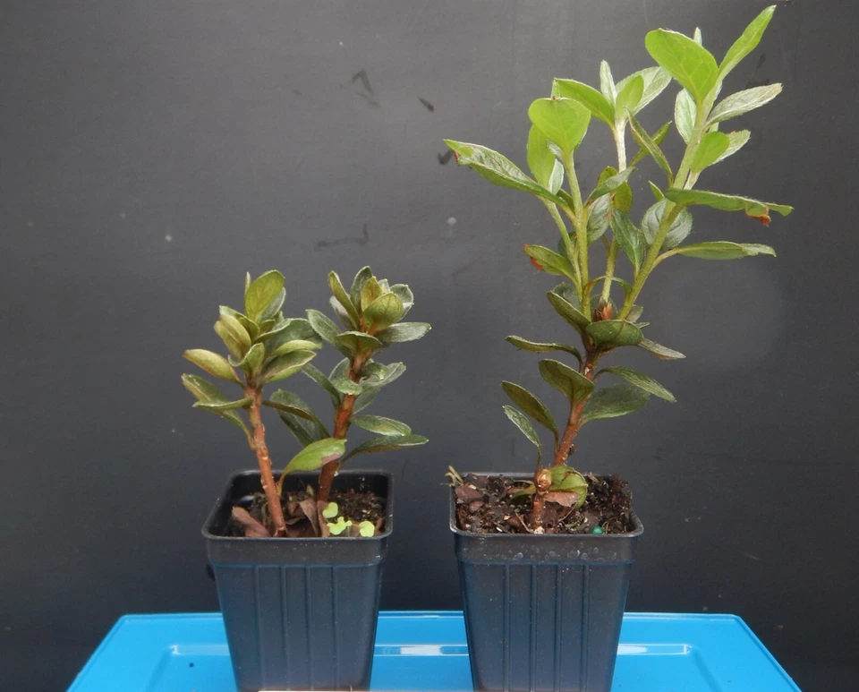 Encore Autumn Bonfire Azalea Rooted Starter Plant, Deciduous Rhododendron