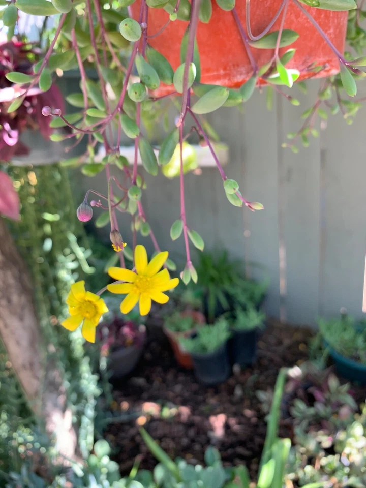 Ruby Necklace Succulent Cuttings – 12 Long 8" Othonna capensis Stems, Vibrant Trailing Live Cuttings for Easy Propagation