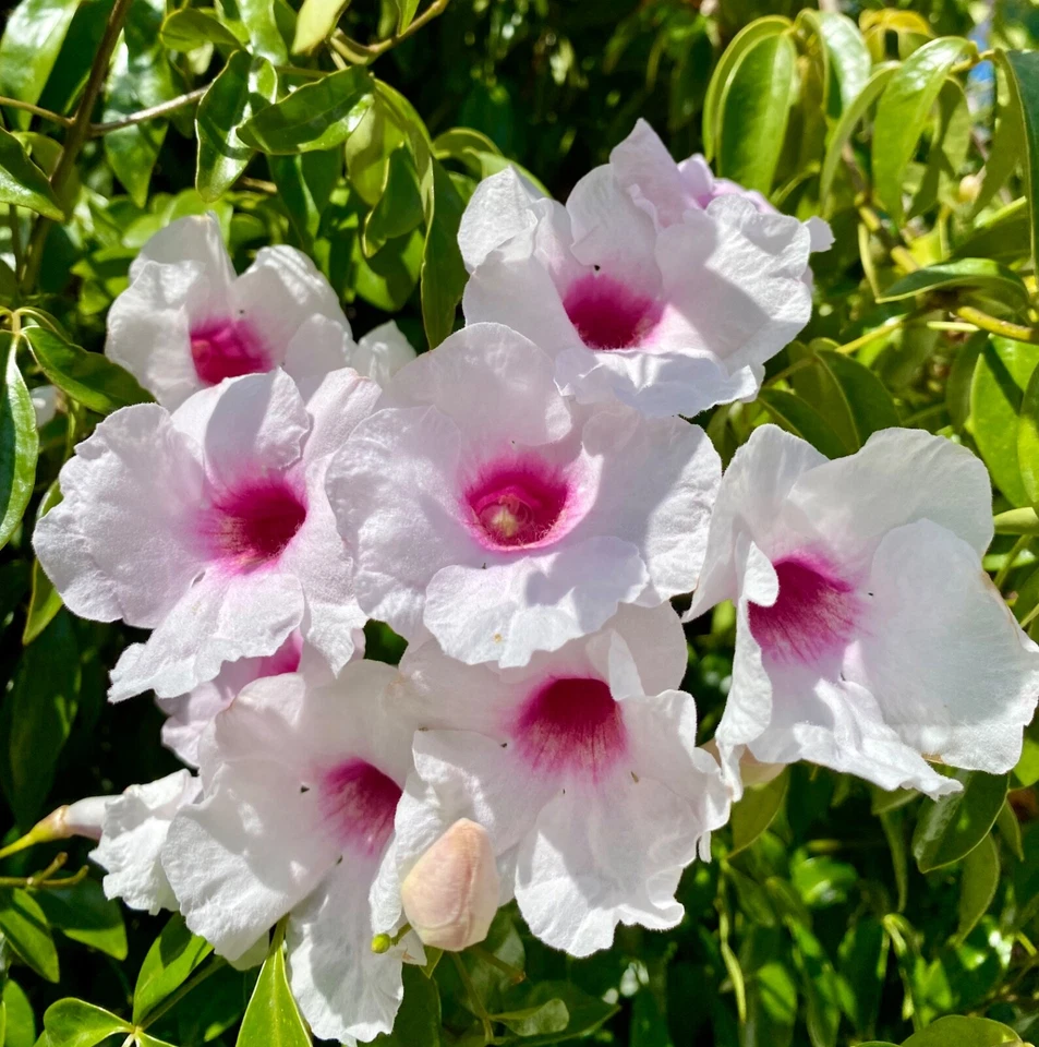 Pink Bower Pandora Vine Cuttings – 7 Unrooted Pandorea jasminoides Cuttings, Fragrant Pink White Flowering Vine