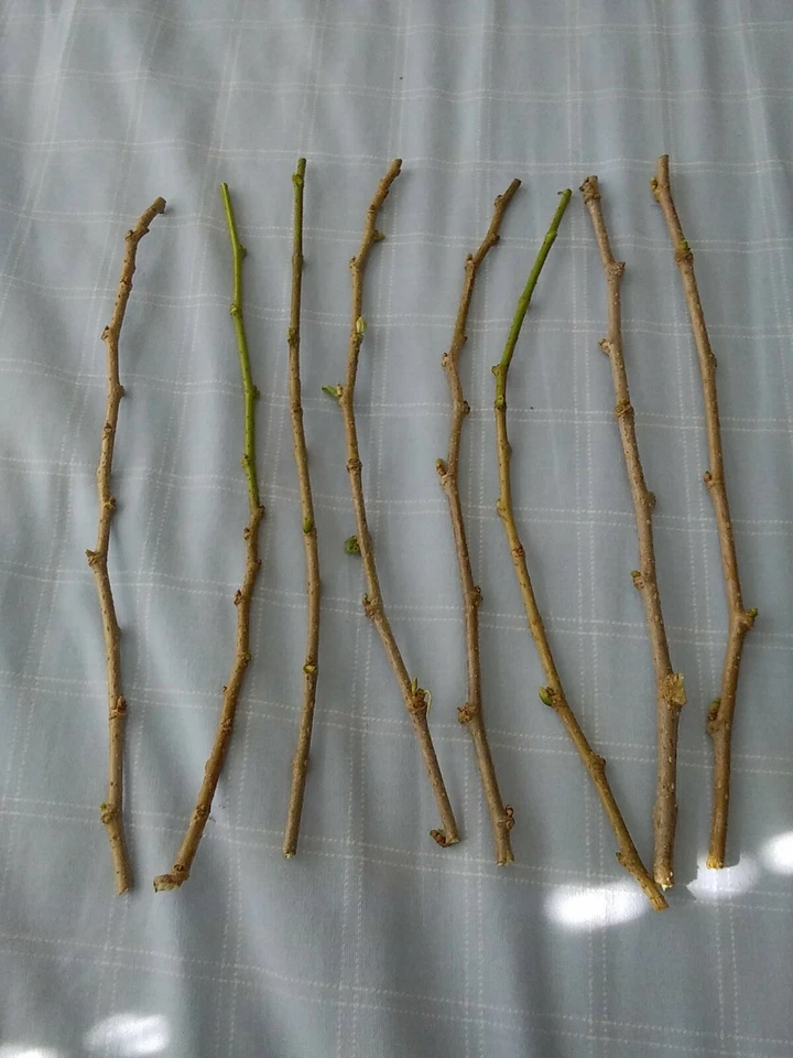 Mulberry Tree Cuttings – 5 Unrooted Morus Cuttings, 7–9 Inch Live Tree Cuttings for Propagation