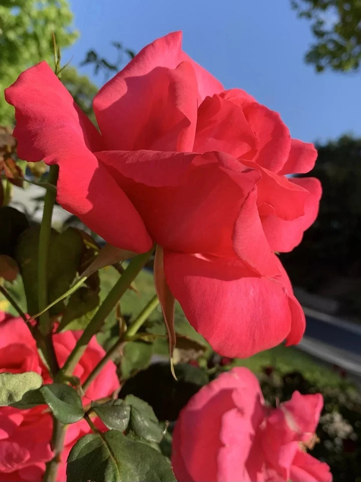 Dark Pink Fragrant Rose Cuttings for Planting – 5 Fresh Stems, Large Bloom Garden Rose
