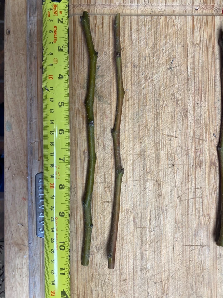 Olive Tree Cutting – Fresh Unrooted Olea Europaea Cuttings for Propagation and Planting